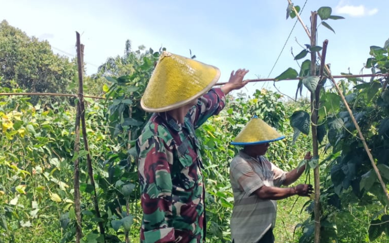 Peltu Edeng K Dampingi Petani Lubuk Gaung Kelola Lahan Kacang Panjang