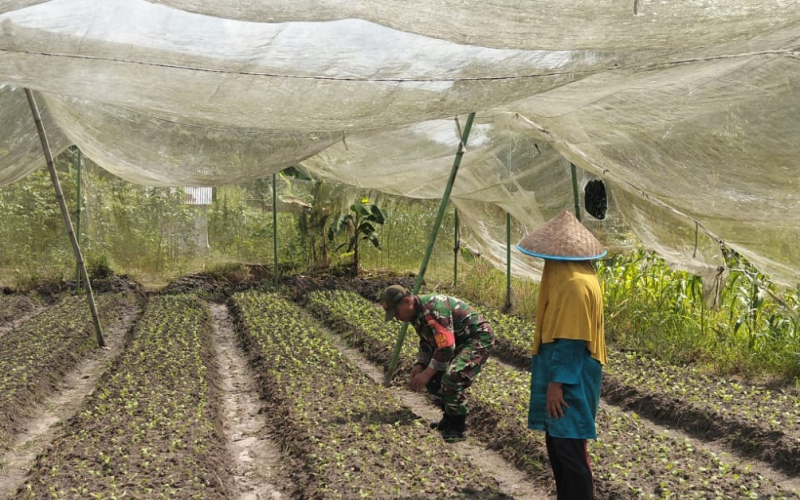 Wujud Nyata Sinergi TNI dan Warga, Babinsa Bagan Besar Timur Ajak Masyarakat Tanam Sawi Hijau
