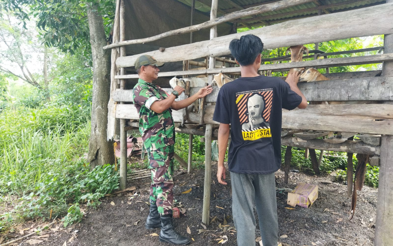 Lakukan Sosialisasi, Babinsa Ratu Sima Sambangi Peternakan