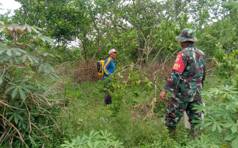 Babinsa Koramil 01 Giat Pendampingan Karya Nyata Tanaman Jeruk Nipis