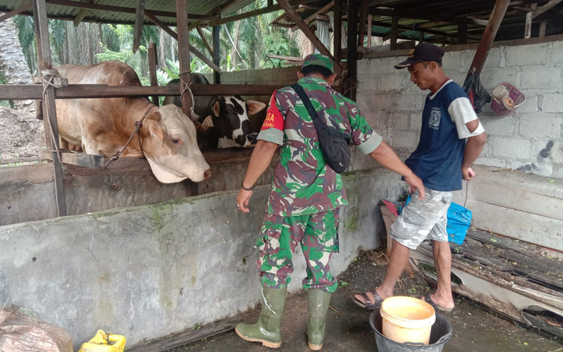 Babinsa Koramil 03 Sungai Sembilan Sosialisasi PMK Pada Hewan Ternak Warga
