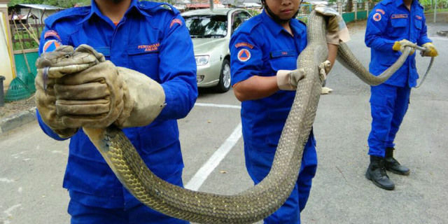 Hiii...Ular Kobra yang Ditangkap di Asrama Sekolah Ini Bikin Merinding 