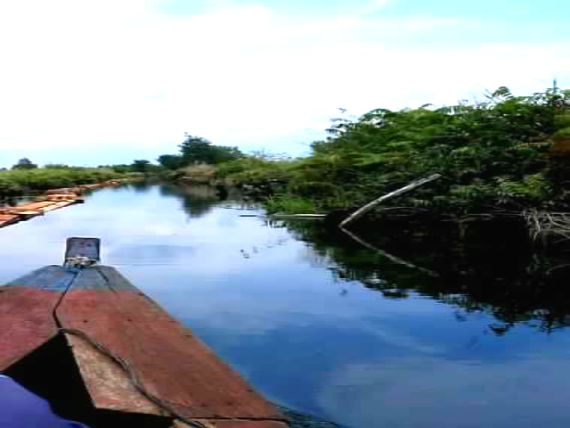 Aktifitas Ilegal Loging Masih Marak di Cagar Biosfer Giam Siak Kecil