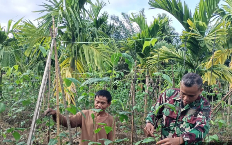 Peltu Edeng K Turun ke Lahan Petani, Pastikan Tanaman Kacang Panjang Terawat