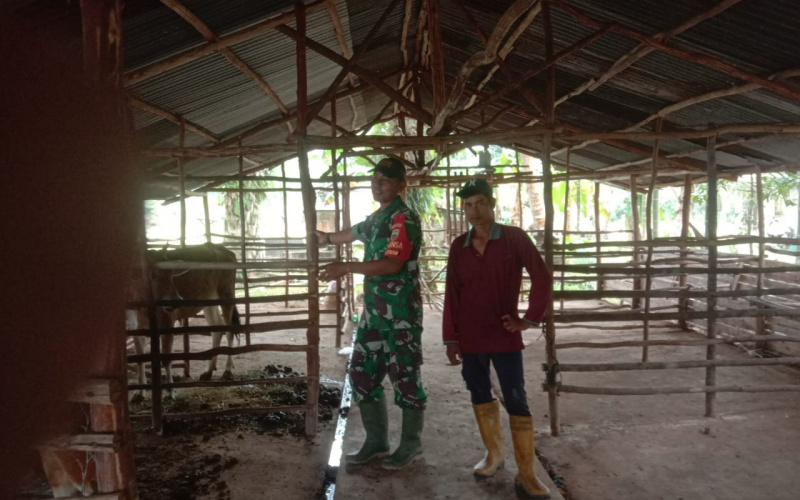 Babinsa Mundam Rutin Sambangi Peternakan, Sosialisasi PMK