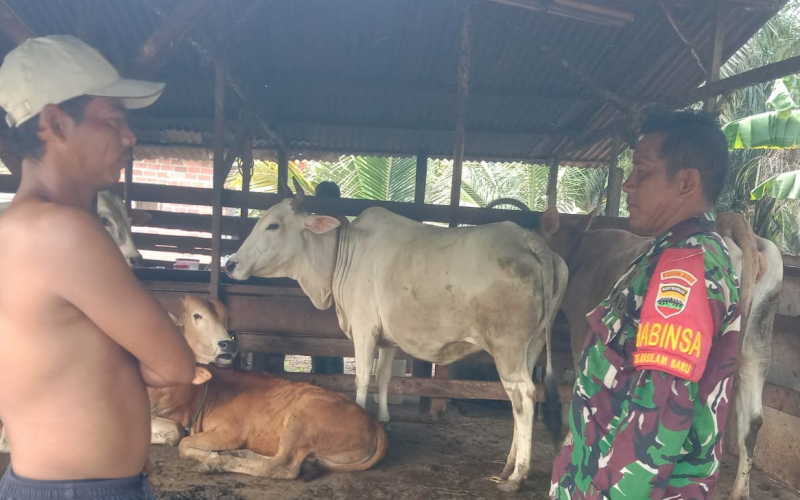 Babinsa Sungai Sembilan Gencar Sosialisasi dan Periksa Kesehatan Sapi Warga