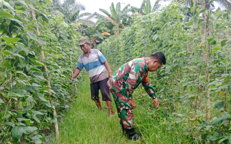Sertu Mahyudin Berikan Pendampingan Karya Nyata Tanaman Kacang Panjang di Dumai Barat