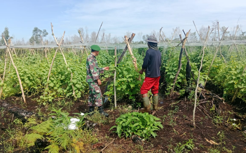Tanaman Timun, Babinsa Tanjung Palas Pendampingan Karya Nyata