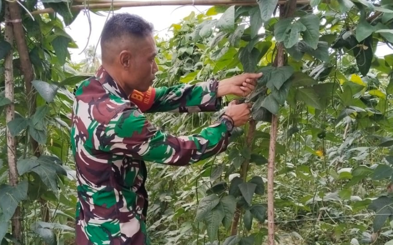 Serda Erwan Turun ke Lapangan, Wujudkan Ketahanan Pangan Lewat Penanaman Kacang Panjang