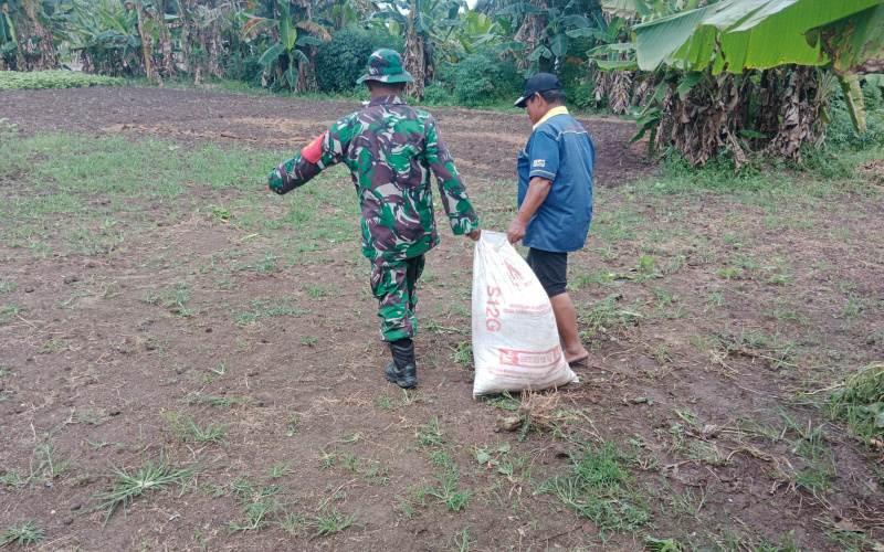 Babinsa Purnama Pendampingan Karya Nyata, Penanaman Sayur Bayam
