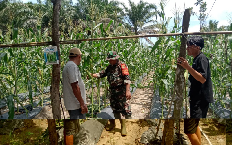Babinsa Mekarsari Beri Pendampingan Kepada Petani Jagung