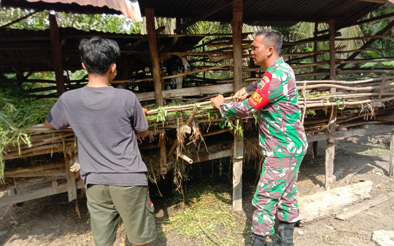 Berikut Paparan Babinsa Bagan Keladi Terkait Pencegahan PMK