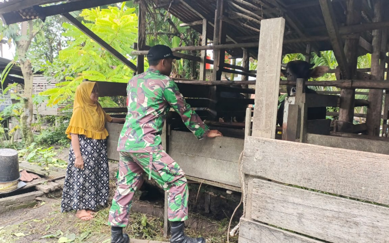 Babinsa Bukit Kapur Pantau dan Dampingi para Peternak