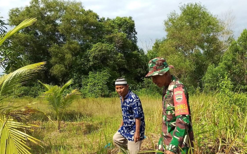 Babinsa Bukit Batrem Dampingi Warga Budidaya Tanaman Sawi