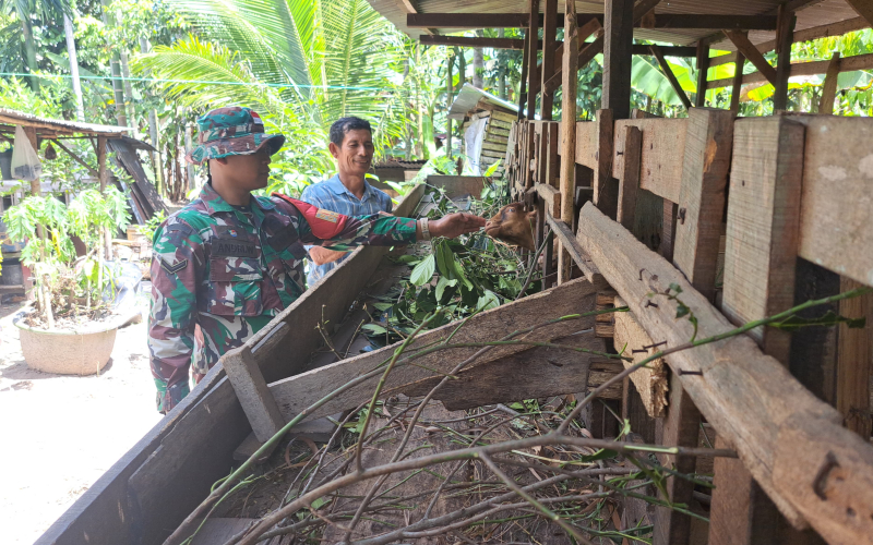 Babinsa Bukti Datuk Sosialisasi Cegah PMK Terhadap Peternakan