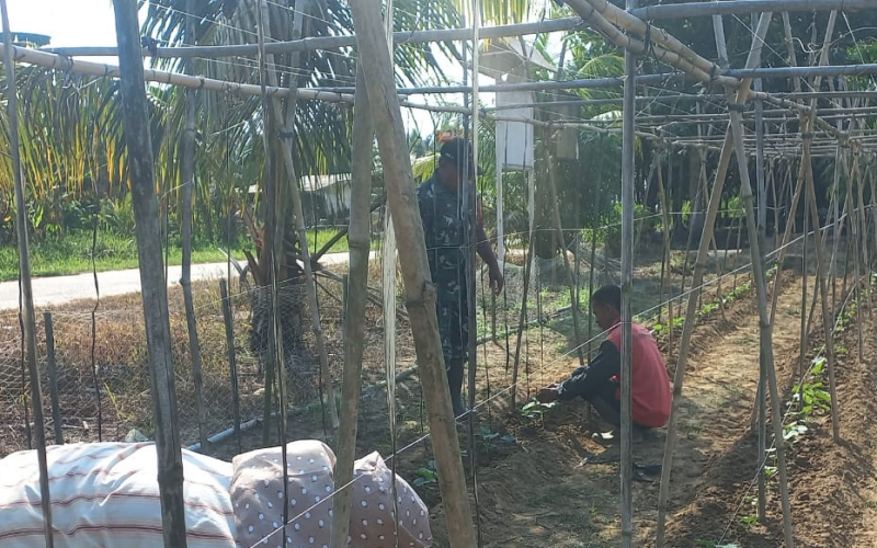 Dukung Program Swasembada Pangan, Babinsa Bukit Nenas Aktif Dampingi Petani