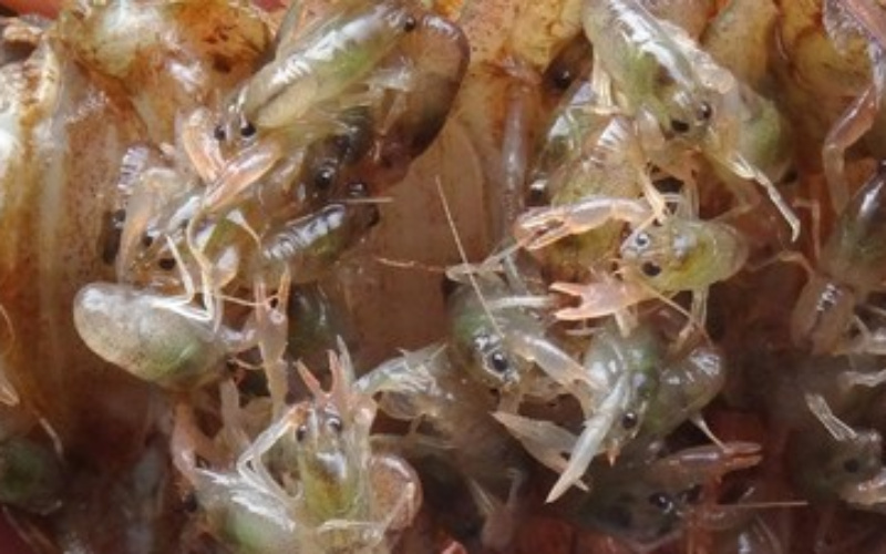 Bea Cukai Batam Gagalkan Upaya Penyelundupan Benih Lobster