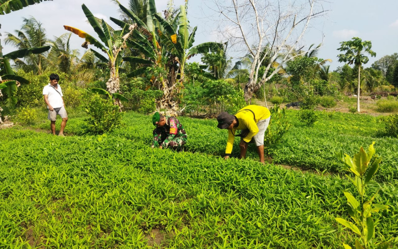 Sertu Abu Kosim Laksanakan Pendampingan Menanam Sayur Kangkung
