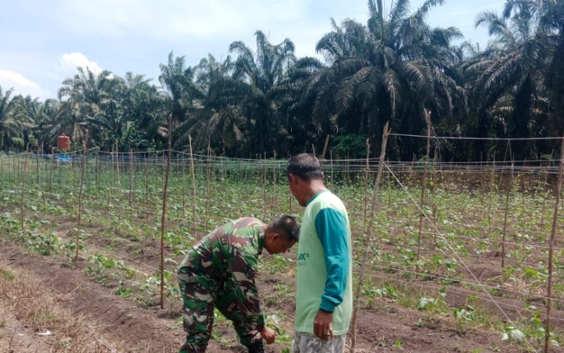 Babinsa Sei Geniot Dampingi Petani dalam Perawatan Tanaman Gambas dan Kacang Panjang