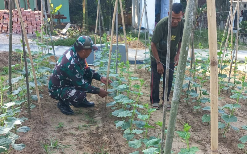 Babinsa Bukit Nenas Bantu Petani dalam Proses Perawatan Tanaman