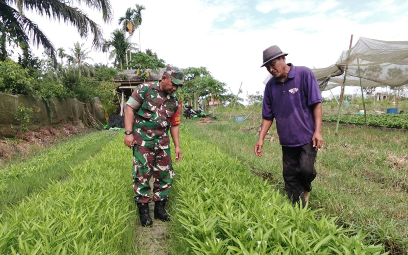 Babinsa Dorong Ketahanan Pangan di Wilayah Bukit Kapur