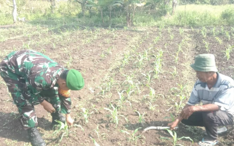 Babinsa Buluh Kasap Pendampingan Karya Nyata