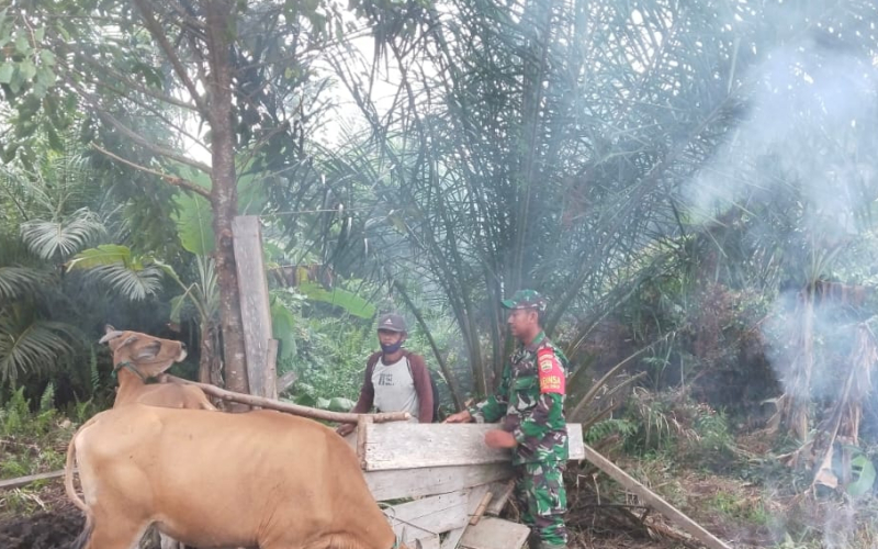 Serda Muh Ali Mustofa: Pencegahan PMK Butuh Kesadaran Peternak