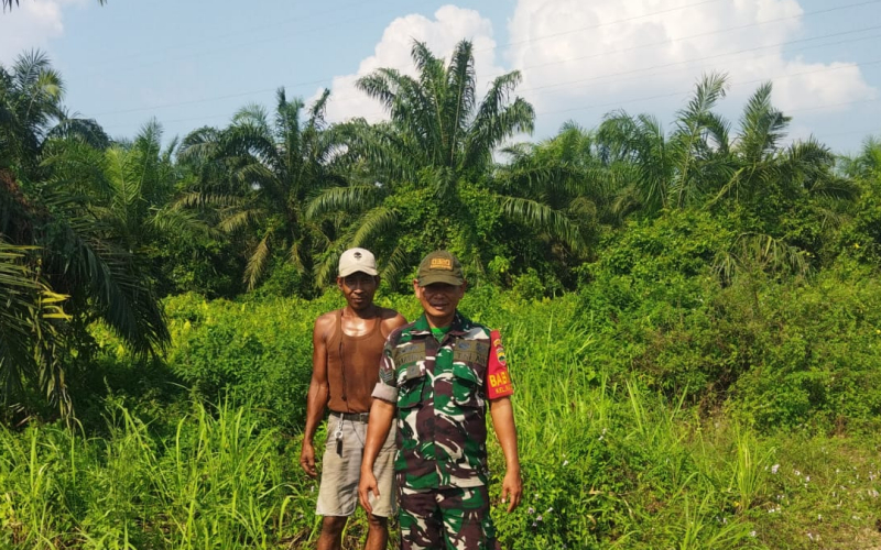 Tindak Lanjut Arahan Dandim, Babinsa Tanam Cabe dan Sosialisasi Karhutla di Bukit Datuk