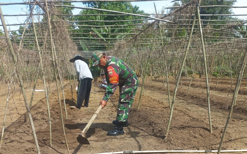 TNI Bersama Rakyat: Babinsa Bukit Nenas Aktif Dampingi Petani Lokal