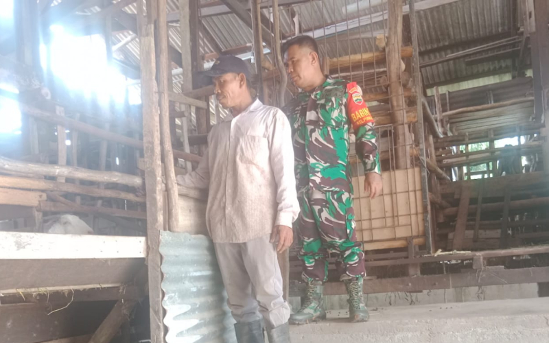 Sertu Mahyudin: Pendampingan Babinsa Penting untuk Jaga Kesehatan Hewan Ternak