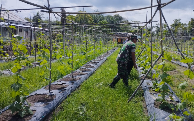 Dukung Ketahanan Pangan, Babinsa Lubuk Gaung Lakukan Pendampingan Pertanian Warga
