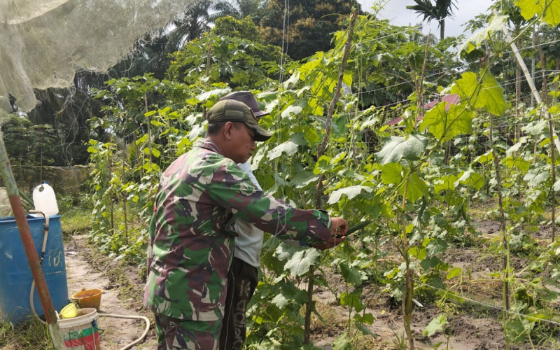 Perkuat Pembinaan Teritorial, Babinsa Bagan Besar Timur Turun Langsung Dampingi Petani
