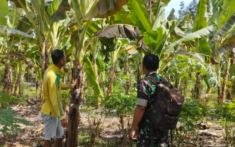 Dukung Program Pemerintah, Babinsa Lubuk Gaung Karya Nyata