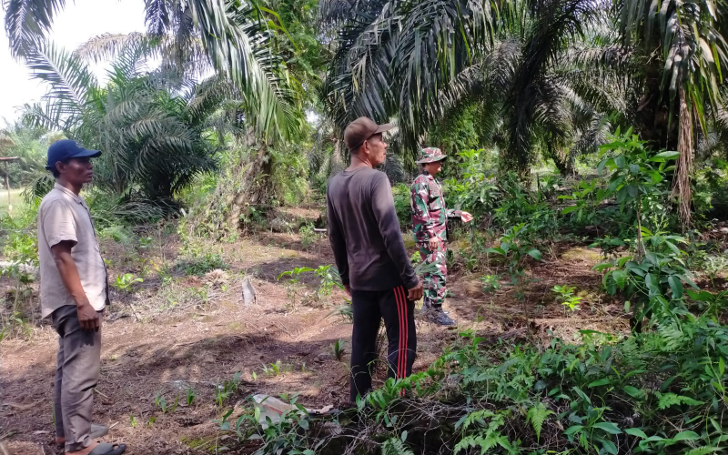 Patroli Karhutla dan Pendampingan Tanaman Cabai, Babinsa Dorong Kemandirian Warga