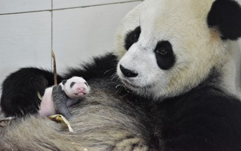 'Panda China-Sichuan Night’ Launches Inaugural China Giant Panda International Culture Week