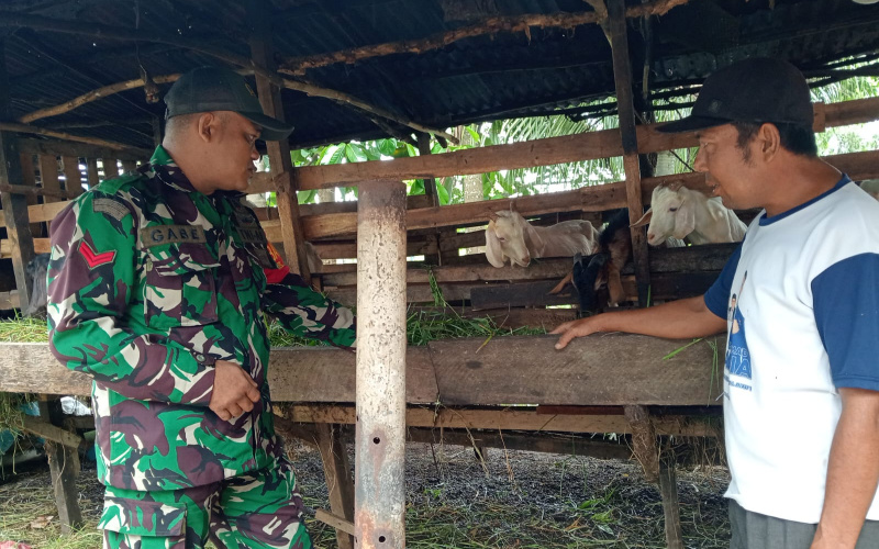 Babinsa Koramil 01 Sambangi Peternakan di Dumai Selatan