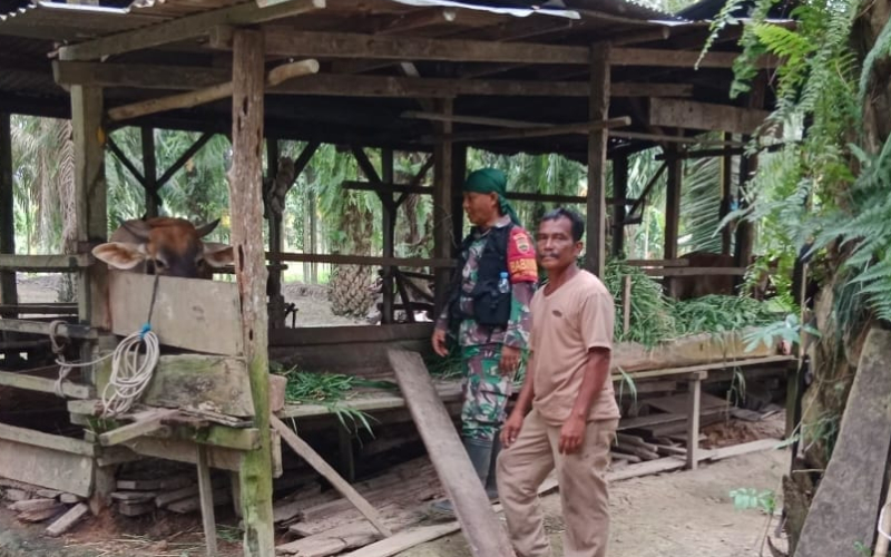 Babinsa Sungai Sembilan Pastikan Sapi Warga Bebas Gejala PMK