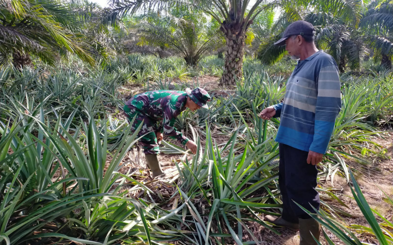 Babinsa Koramil 03 Laksanakan Patroli dan Karya Nyata kepada Petani