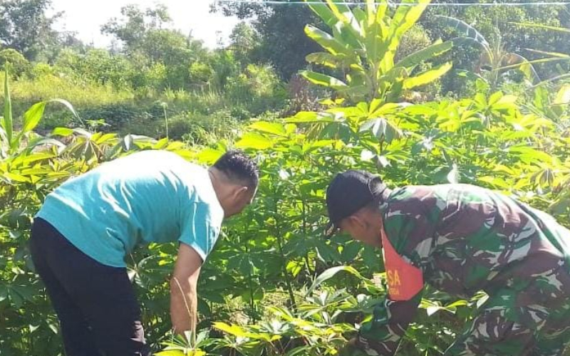 Babinsa Koramil 01 dan Warga Bukit Batrem Bersinergi Kelola Lahan Tidur Jadi Produktif