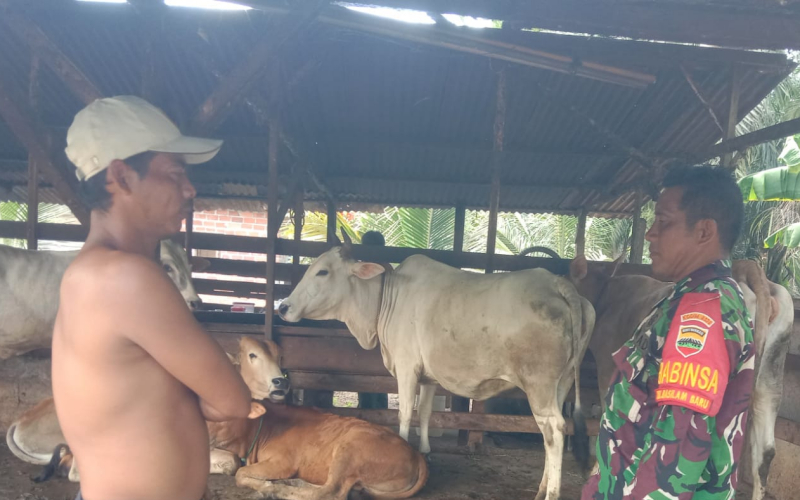 Sertu Jainal Arifin Dampingi Warga Cegah Penyakit Mulut dan Kuku pada Ternak