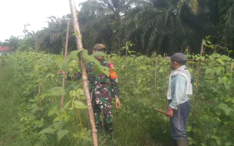 Koramil 03 Sei Sembilan Budidaya Tanaman Kacang Panjang