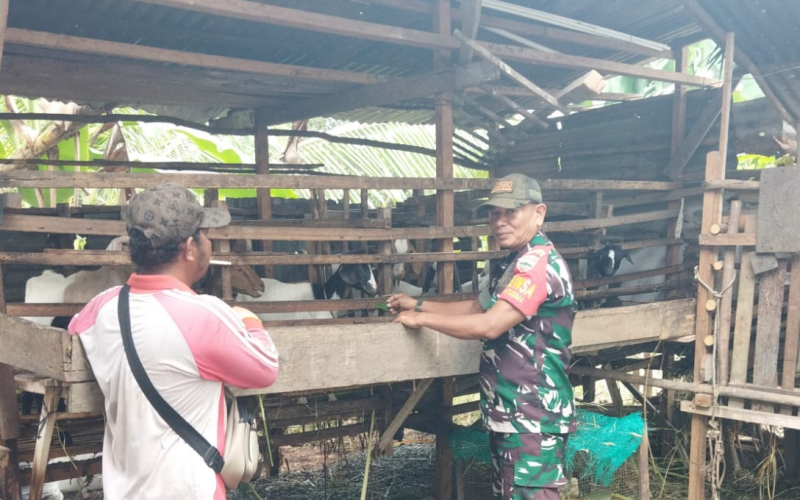 Sertu Abu Kasim Lakukan Pendampingan dan Sosialisasi PMK kepada Peternak di Dumai Selatan