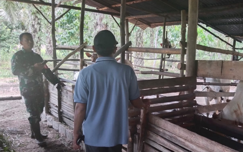 Serma Tarmin Pantau Kesehatan Sapi Warga di Sungai Sembilan