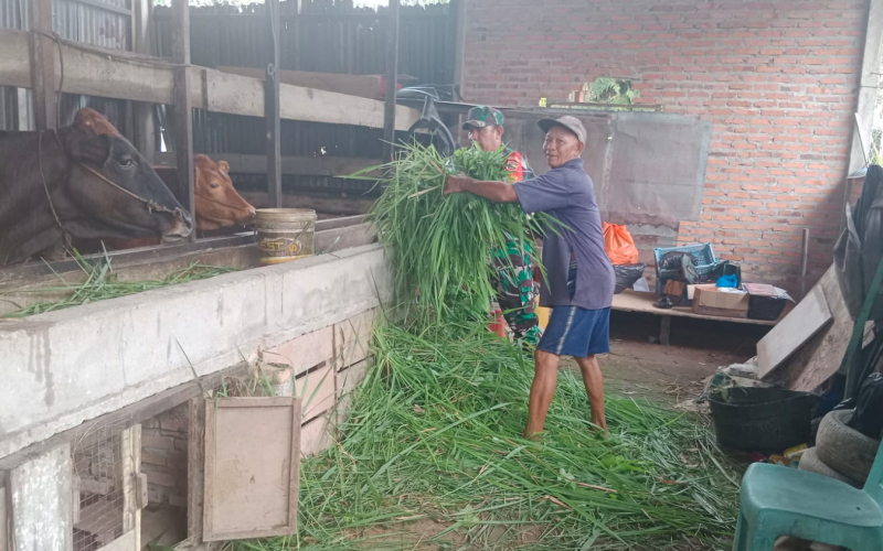 Babinsa Purnama Dampingi Peternak Sapi di Sektor Perawatan
