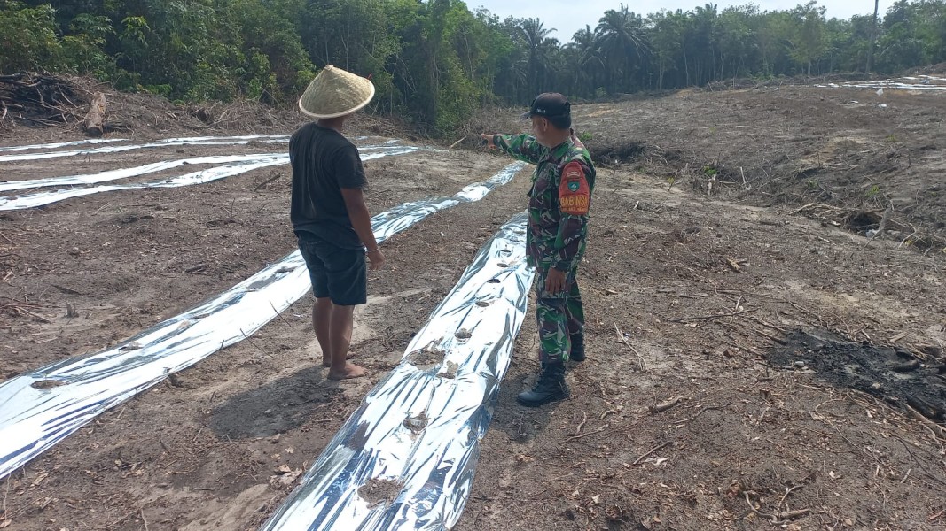 Manfaatkan Lahan Produktif, Babinsa Bukit Nenas Dampingi Petani Kembangkan Semangka