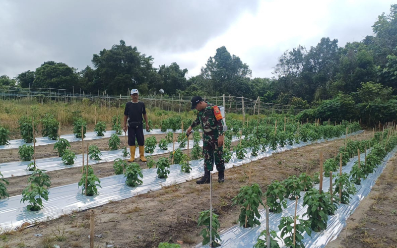 Babinsa Gurun Panjang Beri Pendampingan di Sektor Pertanian