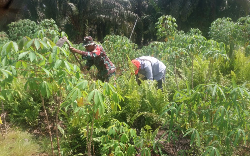 Babinsa Koramil 01/Dumai Giat Pendamping Karya Nyata Tanaman Ubi