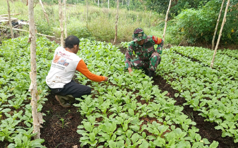 Babinsa Bagan Keladi Karya Nyata ke Petani di Wilayahnya