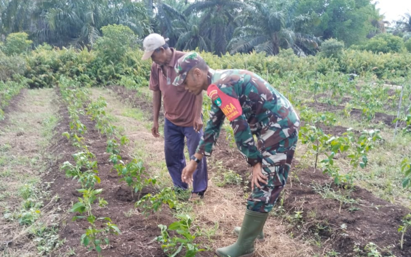 Koramil 03 Sei Sembilan Dorong Swasembada Pangan Lewat Karya Nyata Babinsa