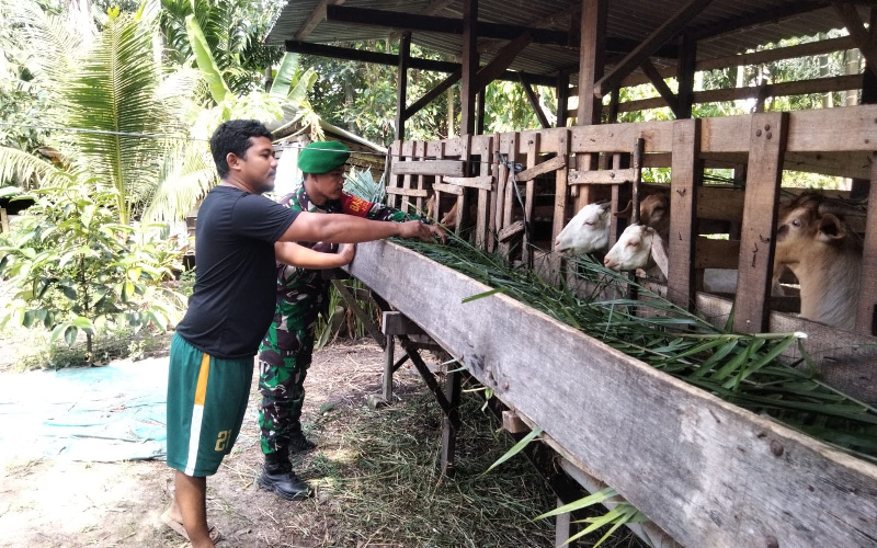 Babinsa Bukit Timah di Peternakan, Sosialisasi dan Edukasi Pencegahan PMK